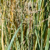 Heavy Metal Switchgrass